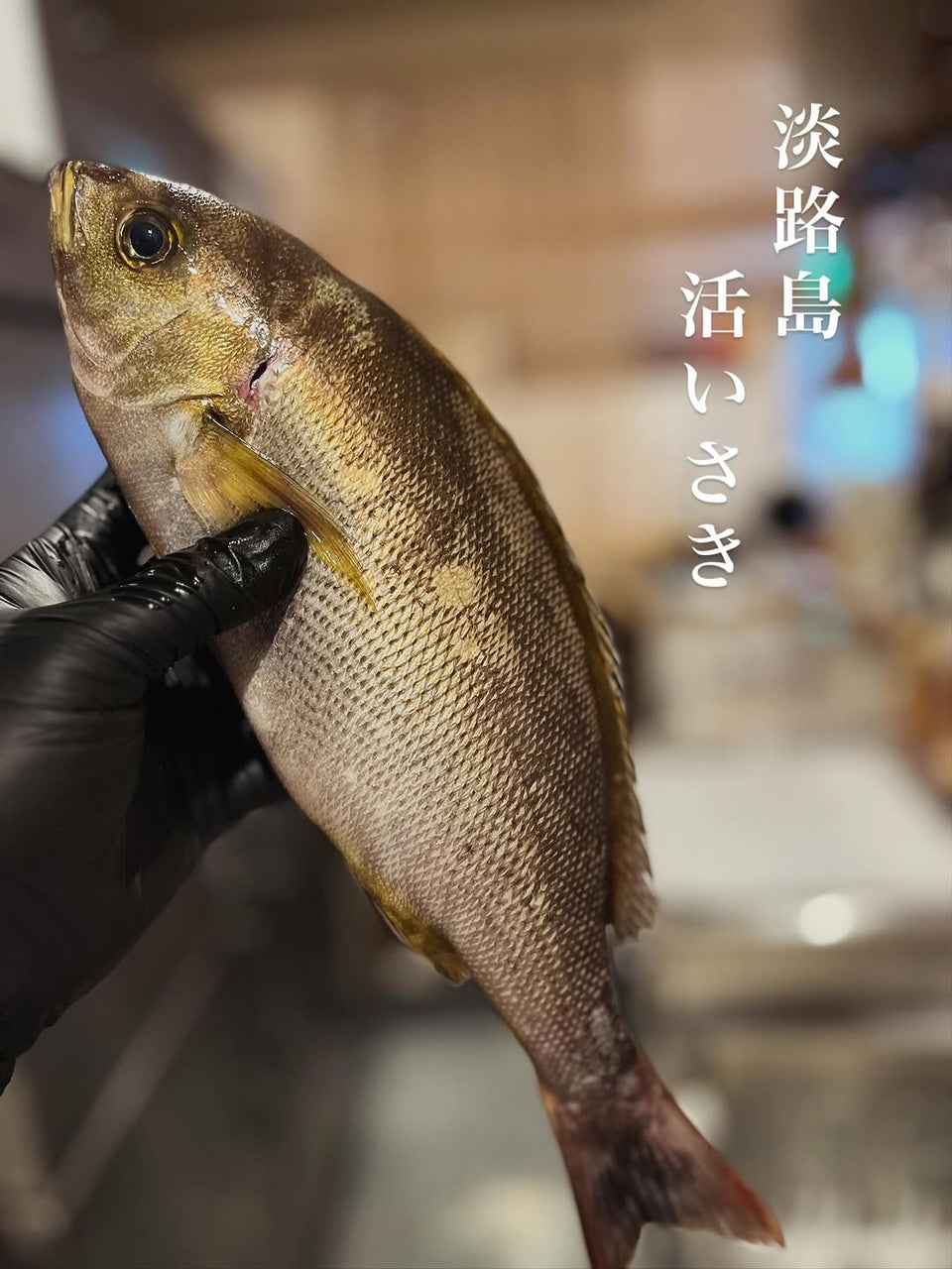 凡夫の淡路島の活いさき
